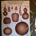 gourd and squash identification chart
